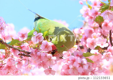 河津桜とインコ 河津桜とインコ 112133651