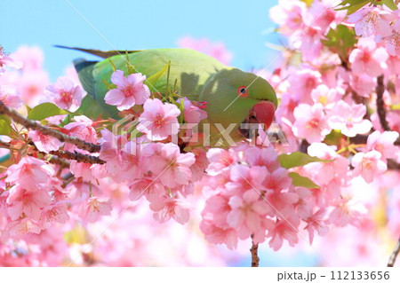 河津桜とインコ 112133656