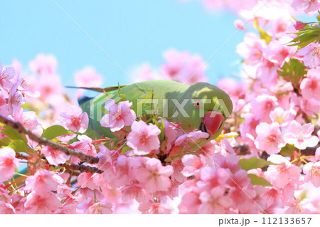 河津桜とインコ 112133657