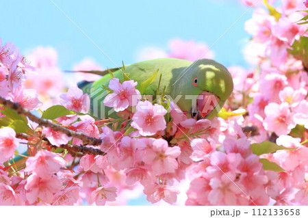 河津桜とインコ 112133658