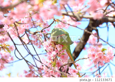 河津桜とインコ 112133671