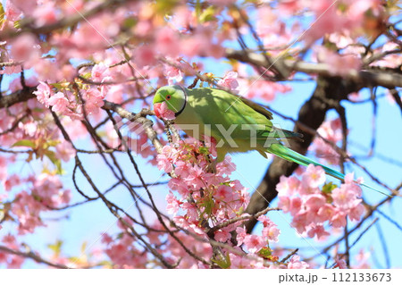 河津桜とインコ 河津桜とインコ 112133673