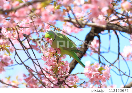 河津桜とインコ 河津桜とインコ 112133675