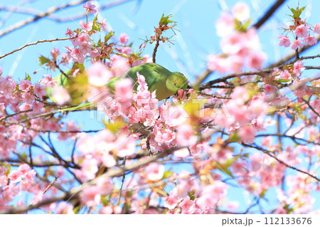 河津桜とインコ 112133676