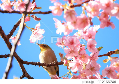 満開の桜の蜜を吸うメジロ 満開の桜の蜜を吸うメジロ 112133786