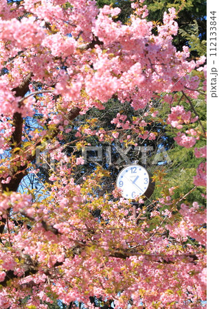 林試の森公園　河津桜 112133844