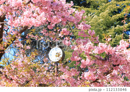 林試の森公園　河津桜 112133846