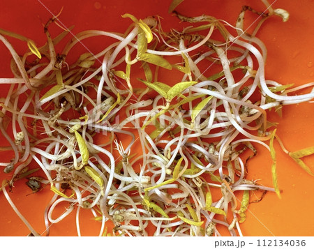 Micro greens. Sprouted mung beans, green mung beans in a plastic yellow bowl on the table. Healthy food for microgreens and vegans. 112134036