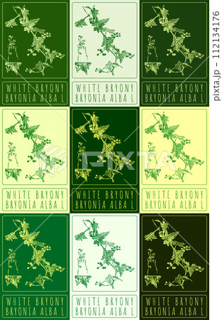 Set of vector drawing WHITE BRYONY in various colors. Hand drawn illustration. The Latin name is BRYONIA ALBA L. 112134176