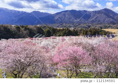 いなべ市梅林公園 　満開の枝垂れ梅 112134501