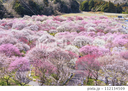 いなべ市梅林公園 　満開の枝垂れ梅 112134509