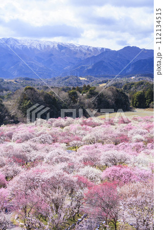 いなべ市梅林公園 　満開の枝垂れ梅 112134515