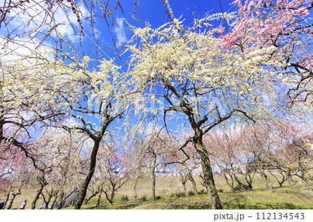 いなべ市梅林公園  満開の枝垂れ梅 いなべ市梅林公園  満開の枝垂れ梅 112134543