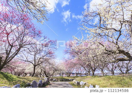 いなべ市梅林公園 　満開の枝垂れ梅 112134586