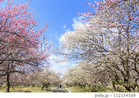 いなべ市梅林公園 　満開の枝垂れ梅 112134589