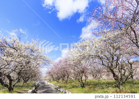 いなべ市梅林公園 満開の枝垂れ梅 いなべ市梅林公園 満開の枝垂れ梅 112134591