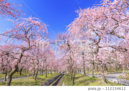 いなべ市梅林公園 　満開の枝垂れ梅 112134612