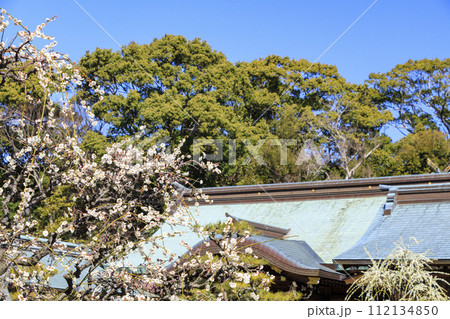 満開の三重結城神社梅園の枝垂れ梅 満開の三重結城神社梅園の枝垂れ梅 112134850