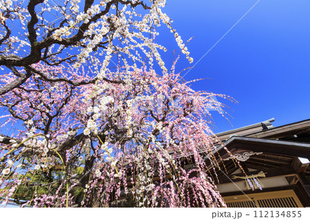 満開の三重結城神社梅園の枝垂れ梅 112134855