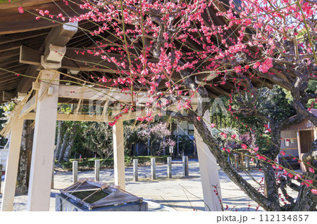 満開の三重結城神社梅園の枝垂れ梅 112134857