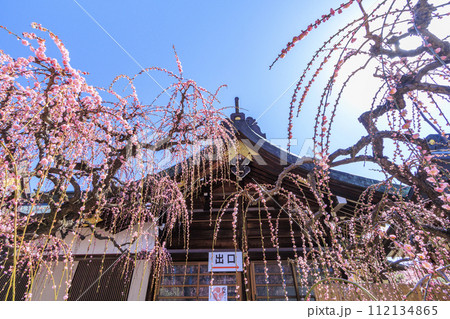 満開の三重結城神社梅園の枝垂れ梅 満開の三重結城神社梅園の枝垂れ梅 112134865