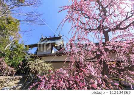満開の三重結城神社梅園の枝垂れ梅 112134869