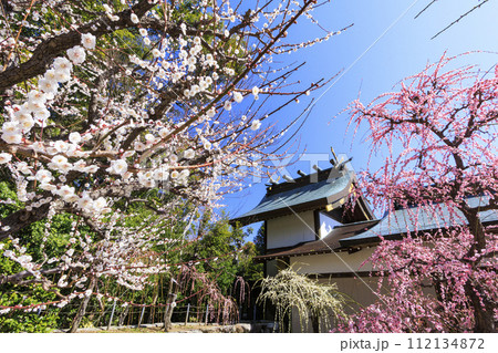 満開の三重結城神社梅園の枝垂れ梅 満開の三重結城神社梅園の枝垂れ梅 112134872