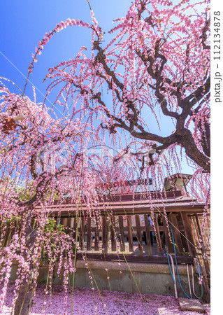 満開の三重結城神社梅園の枝垂れ梅 112134878