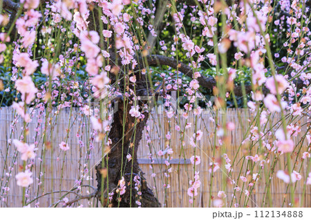 満開の三重結城神社梅園の枝垂れ梅 112134888