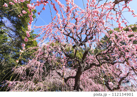 満開の三重結城神社梅園の枝垂れ梅 112134901
