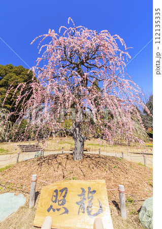 レッドヒルヒーサの森　満開の梅園 112135335