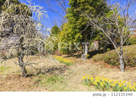レッドヒルヒーサの森　満開の梅園 112135340