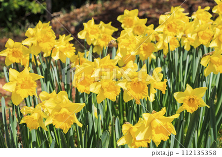 レッドヒルヒーサの森　満開の梅園 112135358