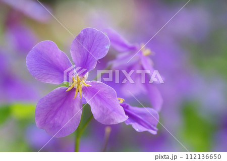 ムラサキハナナの花 ムラサキハナナの花 112136650