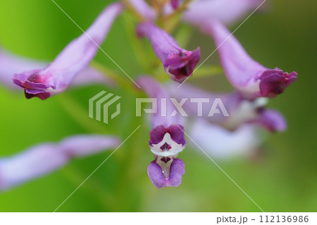 ムラサキケマンの花 112136986