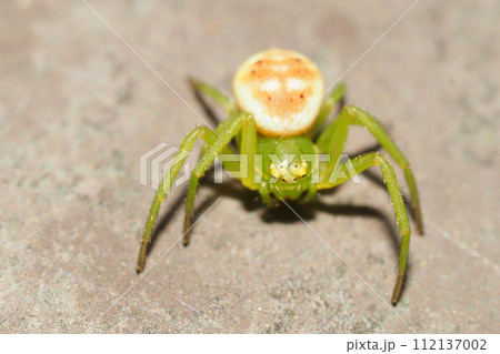 コハナグモ 112137002