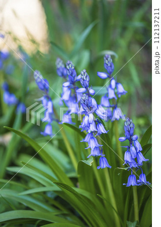 Close up for bluebell or hyacinth flower, vertical picture 112137211