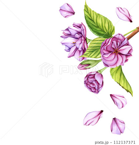 Pink Japanese Sakura blossom branch. Watercolor botanical illustration flowers in spring. Hand-drawn flower buds, petals and leaves of cherry blossoms on white background 112137371