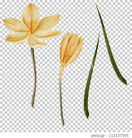 crocus flower in yellow color, drawn in watercolor, isolated on white. Hand drawn botanical illustration. Elements for cards, logos, prints, wedding design crocus flower in yellow color, drawn in watercolor, isolated on white. Hand drawn botanical illustration. Elements for cards, logos, prints, wedding design 112137595
