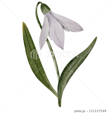 Snowdrop watercolor hand drawn bouquet with flower and green leaves. Composition of flower Galanthus. Concept spring, primrose, easter, botanical illustration. clipart for cards, textiles, templates Snowdrop watercolor hand drawn bouquet with flower and green leaves. Composition of flower Galanthus. Concept spring, primrose, easter, botanical illustration. clipart for cards, textiles, templates 112137599