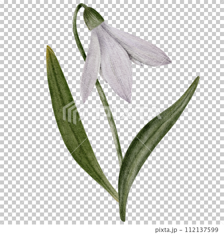 Snowdrop watercolor hand drawn bouquet with flower and green leaves. Composition of flower Galanthus. Concept spring, primrose, easter, botanical illustration. clipart for cards, textiles, templates Snowdrop watercolor hand drawn bouquet with flower and green leaves. Composition of flower Galanthus. Concept spring, primrose, easter, botanical illustration. clipart for cards, textiles, templates 112137599