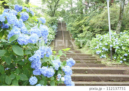 紫陽花と階段 112137731