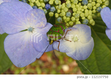 紫陽花、6月、梅雨 112137750