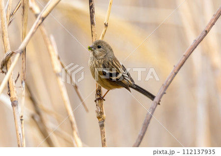 枯草の茎にとまるベニマシコの雌 112137935