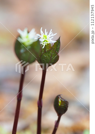 ヒトリシズカの花 ヒトリシズカの花 112137945