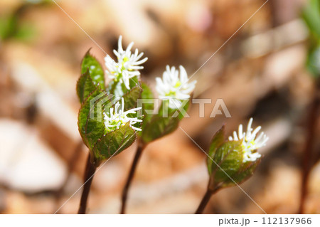 ヒトリシズカの花 ヒトリシズカの花 112137966