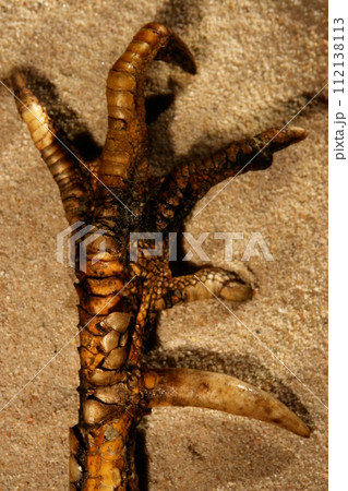 A bird's claw is laying on the sand 112138113
