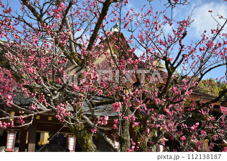 北野天満宮　御神木「飛梅」 112138187