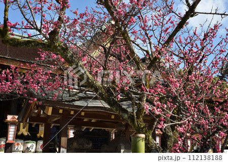 北野天満宮　御神木「飛梅」 112138188