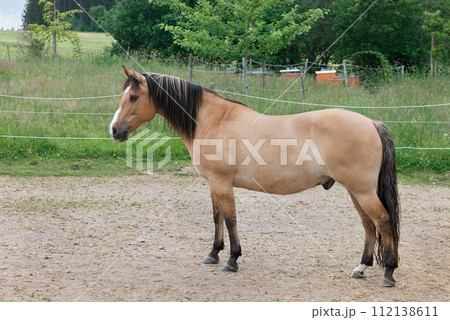 brown horse with black mane 112138611